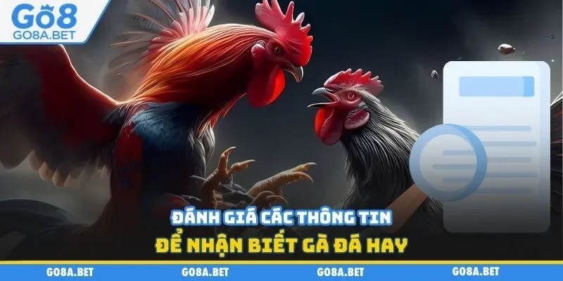 Đánh giá các thông tin để nhận biết gà đá hay 