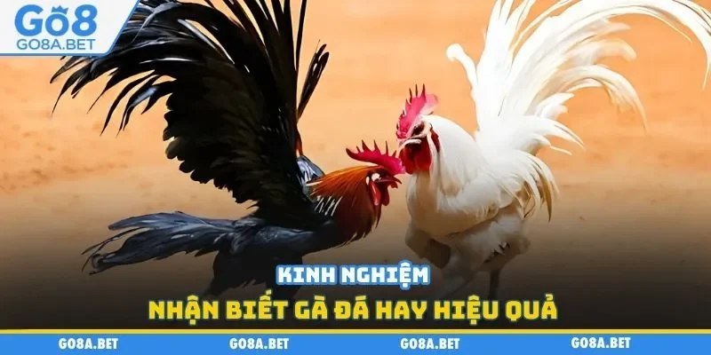 Kinh nghiệm nhận biết gà đá hay hiệu quả 
