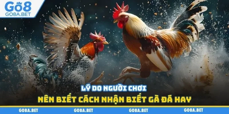 Lý do người chơi nên biết cách nhận biết gà đá hay