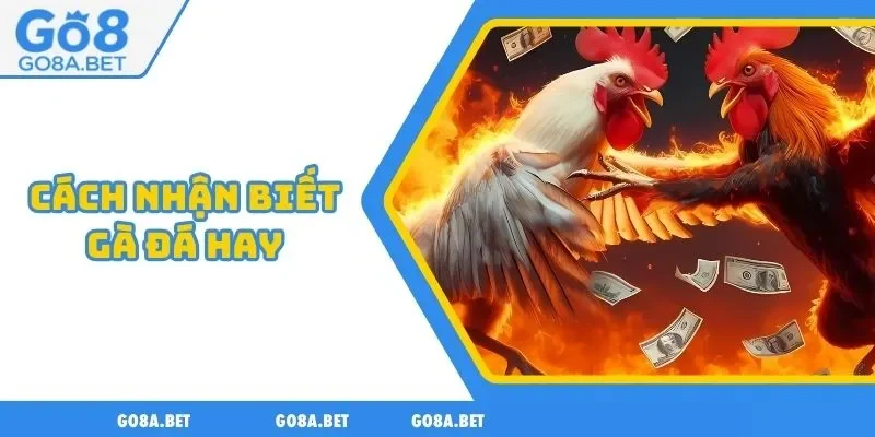 cách nhận biết gà đá hay
