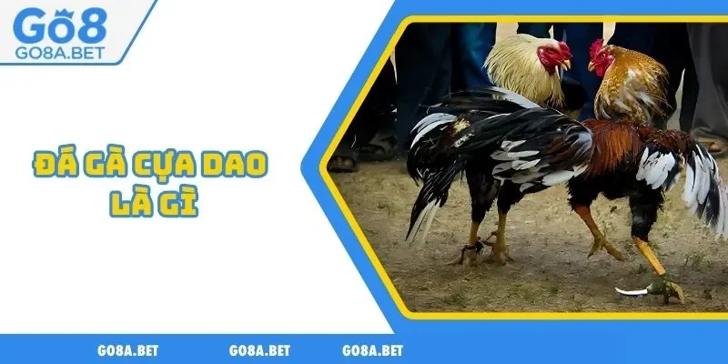 đá gà cựa dao là gì