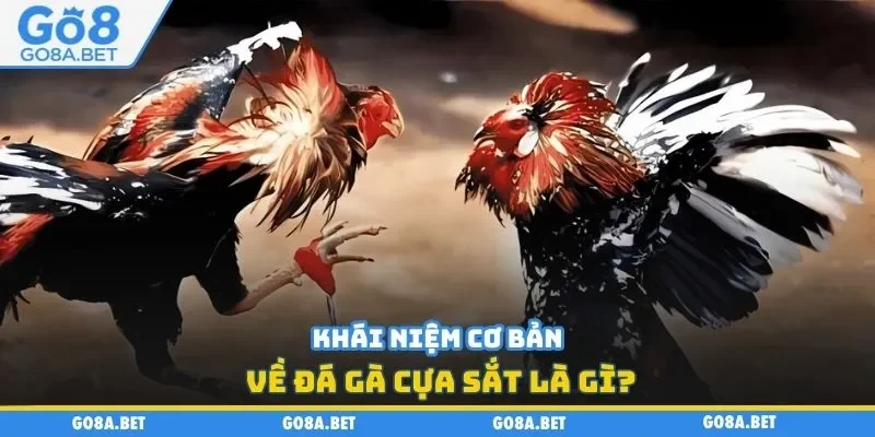 Khái niệm cơ bản về đá gà cựa sắt là gì