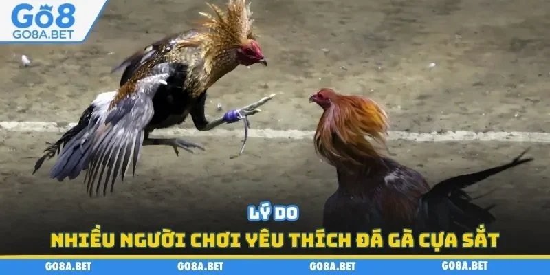 Lý do nhiều người chơi yêu thích đá gà cựa sắt