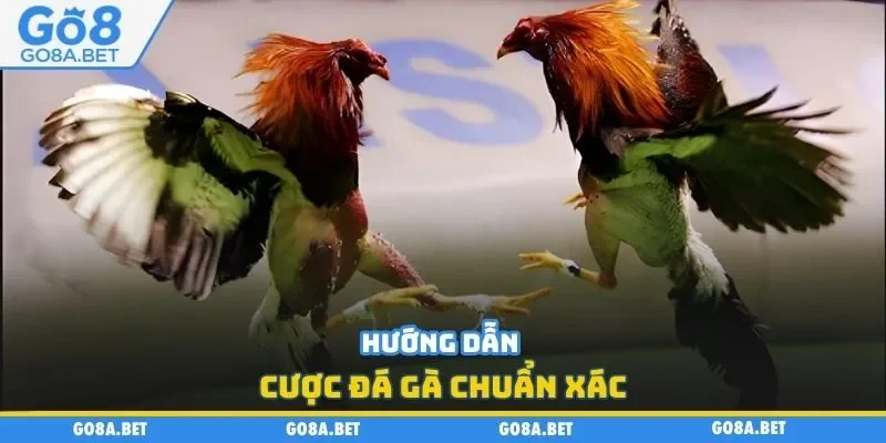 Hướng dẫn cược đá gà chuẩn xác