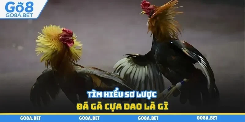 Tìm hiểu sơ lược đá gà cựa dao là gì