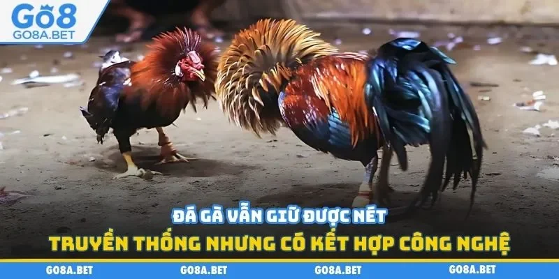 Đá gà giữ được nét truyền thống nhưng có kết hợp công nghệ