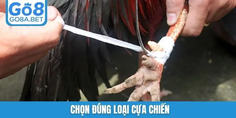 Chọn đúng loại cựa chiến