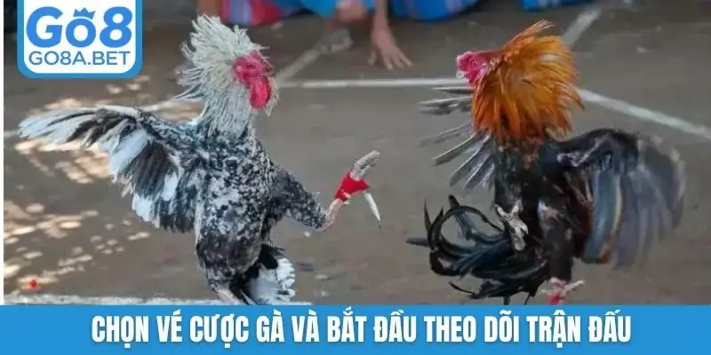 Chọn vé cược gà và bắt đầu theo dõi trận đấu