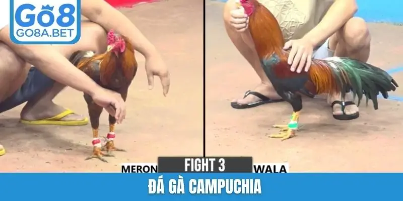đá gà Campuchia