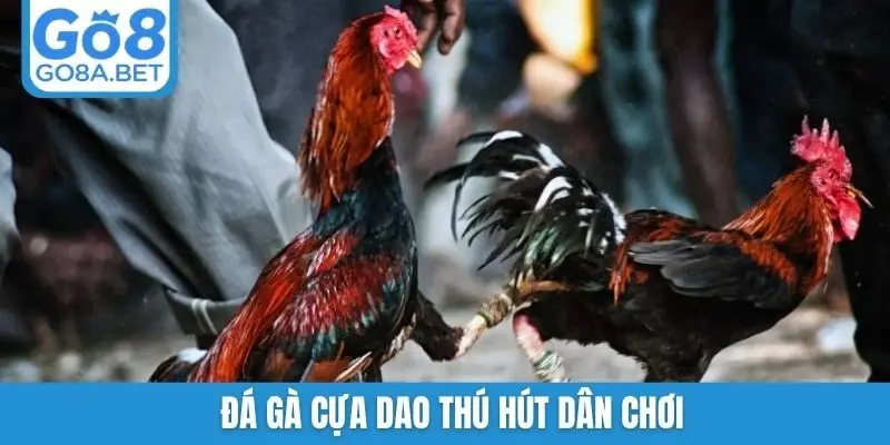 Đá gà cựa dao thú hút dân chơi