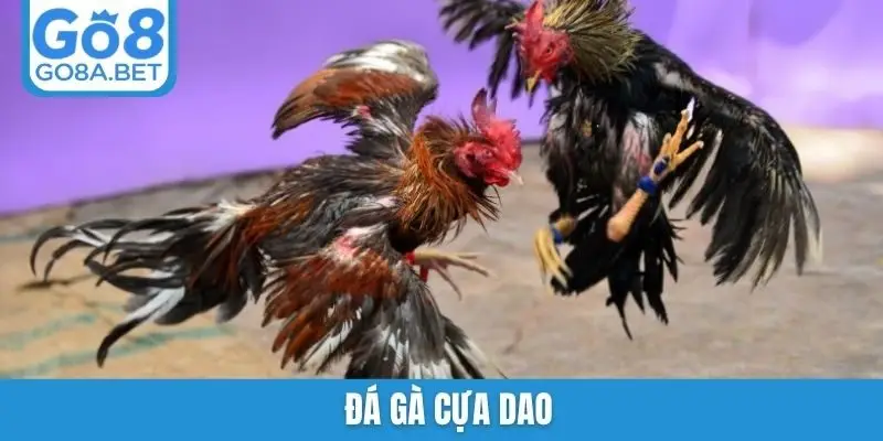 đá gà cựa dao