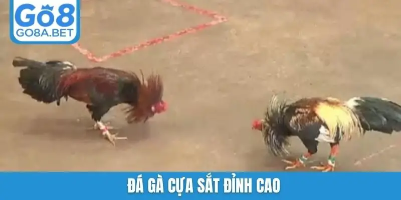 Đá gà cựa sắt đỉnh cao