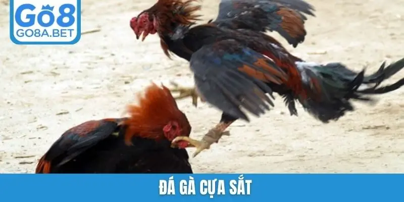 đá gà cựa sắt