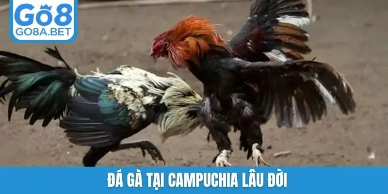 Đá gà tại Campuchia lâu đời