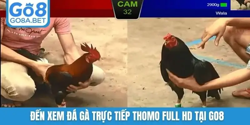Đến xem đá gà trực tiếp Thomo full HD tại GO8