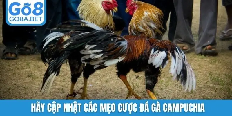 Hãy cập nhật các mẹo cược đá gà Campuchia
