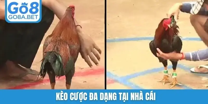 Kèo cược đa dạng tại nhà cái