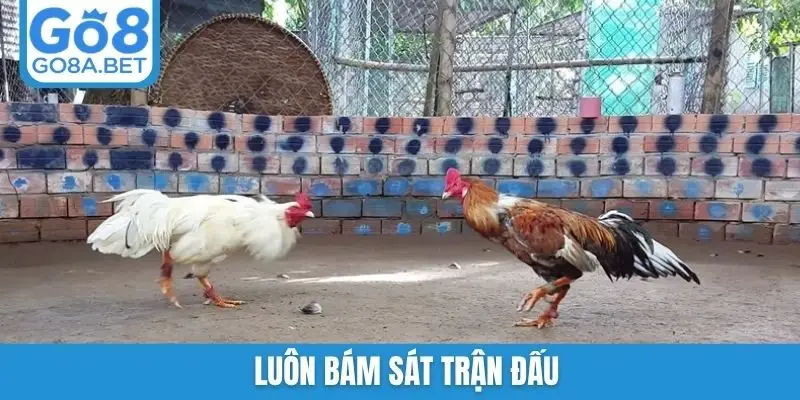 Luôn bám sát trận đấu