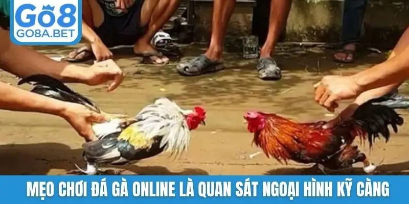 Mẹo chơi đá gà online là quan sát ngoại hình kỹ càng