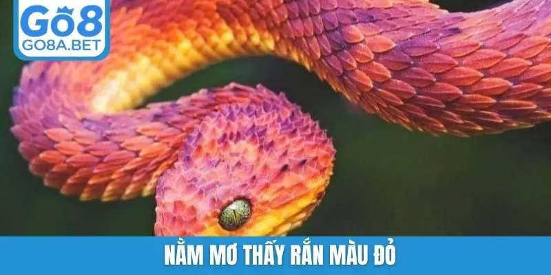 Nằm mơ thấy rắn màu đỏ