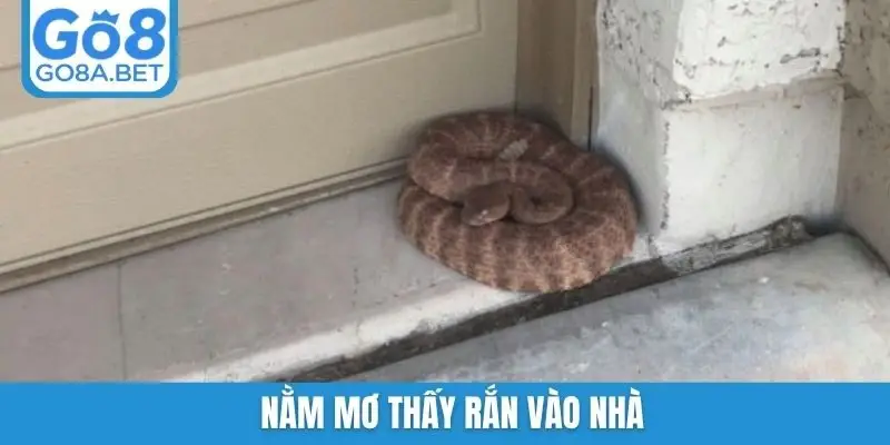 Nằm mơ thấy rắn vào nhà