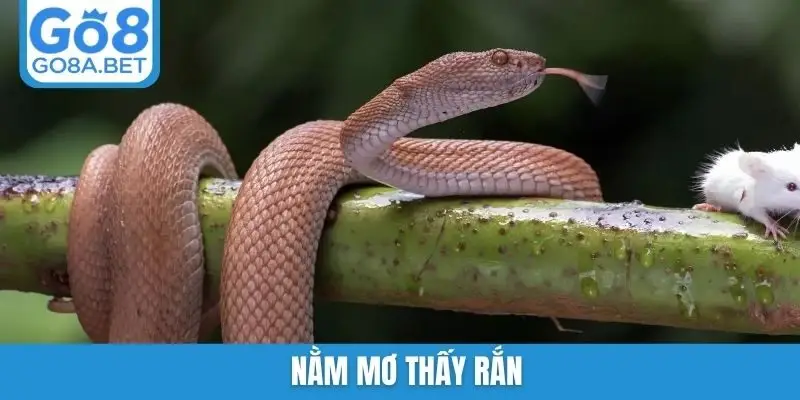 nằm mơ thấy rắn