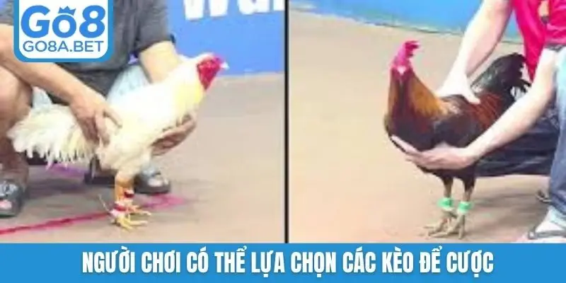 Người chơi có thể lựa chọn các kèo để cược