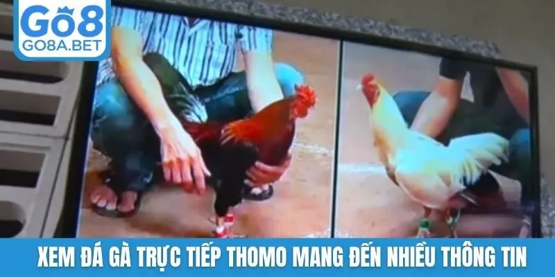 Xem đá gà trực tiếp Thomo mang đến nhiều thông tin