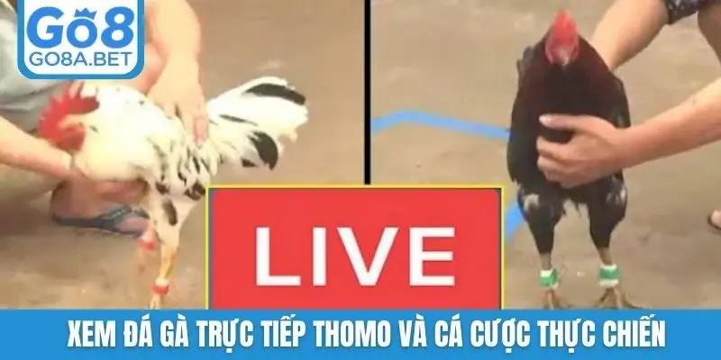 Xem đá gà trực tiếp Thomo và cá cược thực chiến