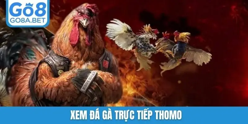 Xem đá gà trực tiếp Thomo